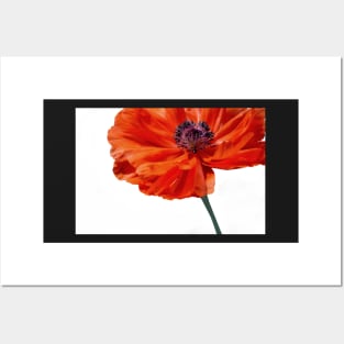 Poppy #3 Posters and Art
